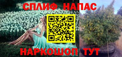стаф Кинель