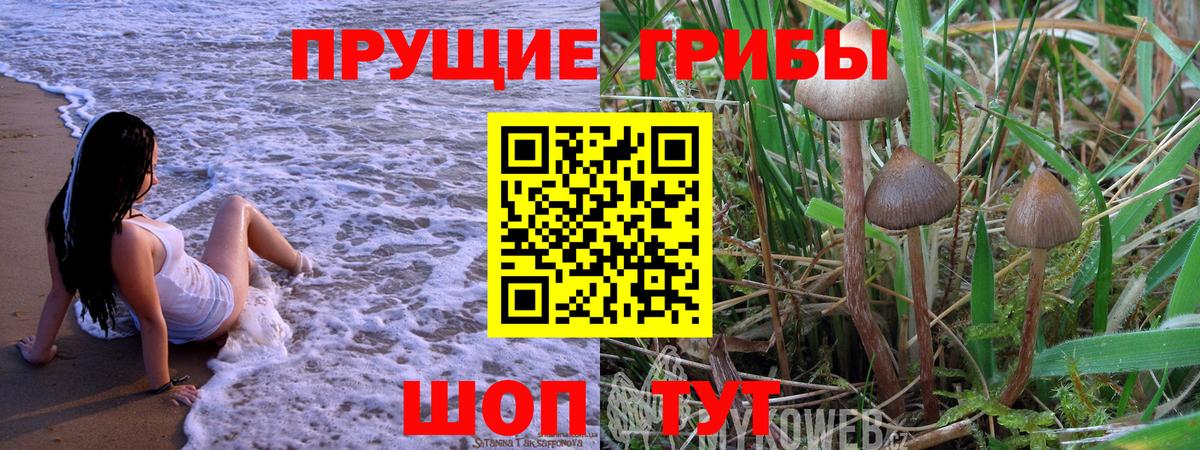 Галлюциногенные грибы Psilocybine cubensis Котовск